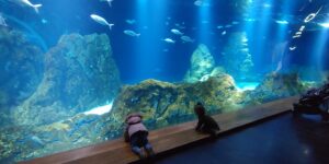 Lire la suite à propos de l’article Aquarium Israel – אקווריום ישראל