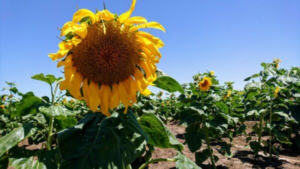 You are currently viewing Les tournesols – חמניות