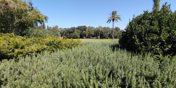 You are currently viewing Ramat Ha’Nadiv – רמת הנדיב