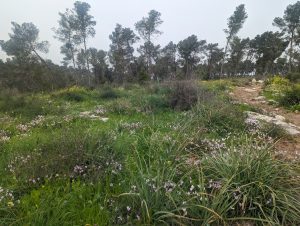 Lire la suite à propos de l’article La forêt des anges, sentier des pressoirs vinicoles – יער המלאכים שביל הגתות