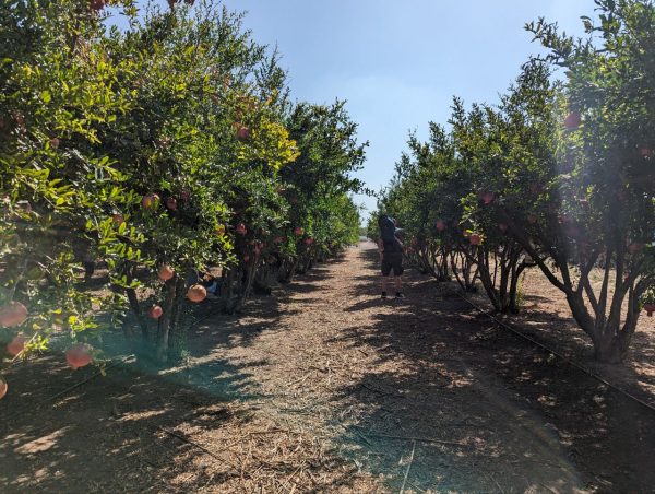 You are currently viewing Cueillette au Mechek Tal – קטיף עצמי משק טל